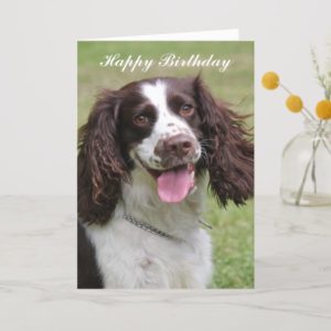 English Springer Spaniel dog happy birthday card