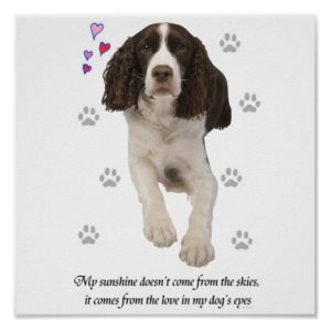 English Springer Spaniel Dog Poster