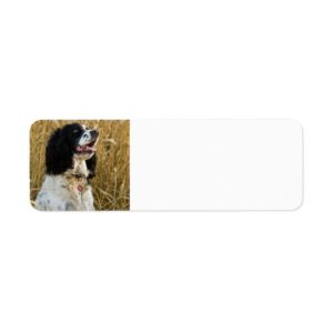 english springer spaniel in wheat.png label