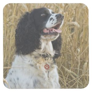 english springer spaniel in wheat.png square paper coaster