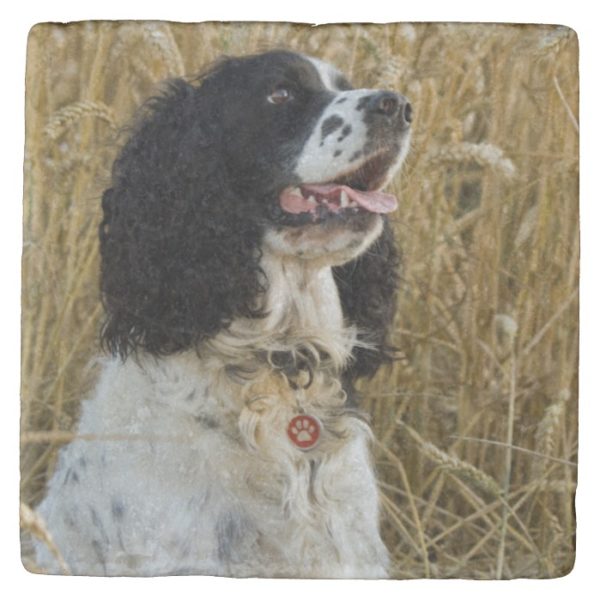 english springer spaniel in wheat.png stone coaster