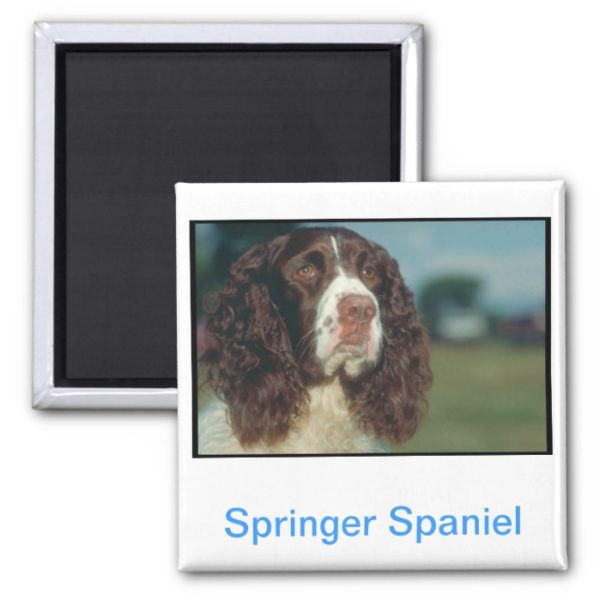 English Springer Spaniel Magnet