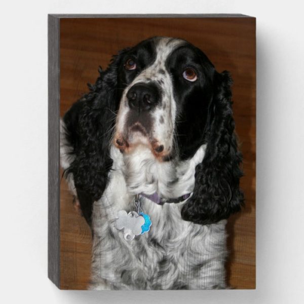 English Springer Spaniel Personalized Pet Photo Wooden Box Sign