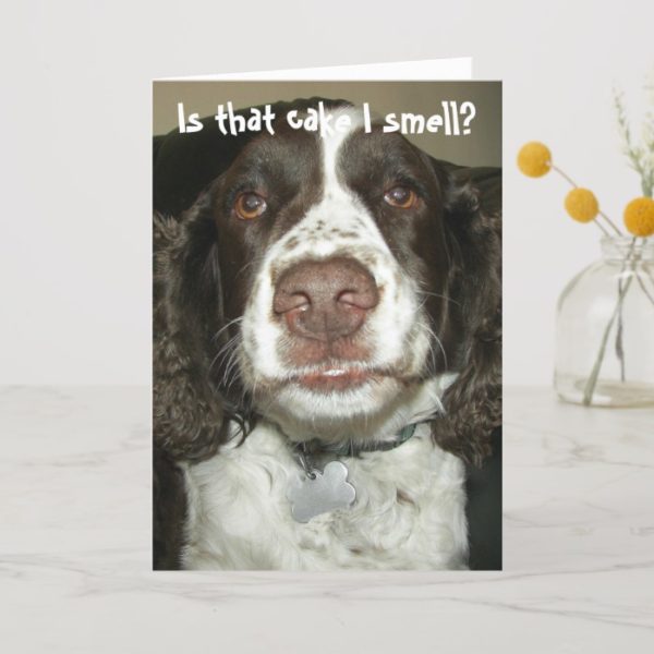 English Springer Spaniel Photo Funny Birthday Card