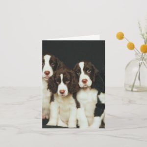 English Springer Spaniel Puppies (2) Card