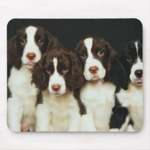 English Springer Spaniel Puppies (2) Mouse Pad
