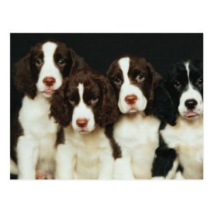 English Springer Spaniel Puppies (2) Postcard