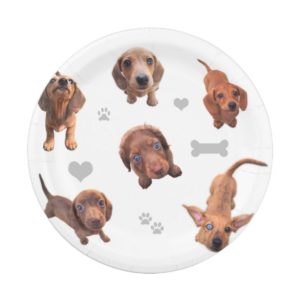 Eridox red chocolate dachshund dapple puppies paper plate