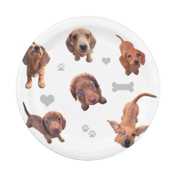 Eridox red chocolate dachshund dapple puppies paper plate