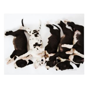 Five Harlequin Great Dane puppies sleeping in Postcard