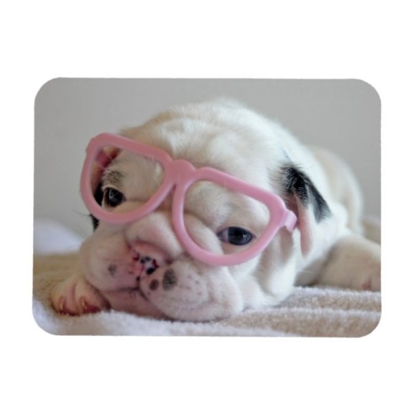 French Bulldog in Heart Glasses Magnet