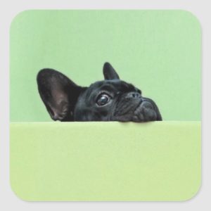 French Bulldog Puppy Peering Over Wall Square Sticker