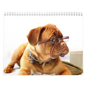 French Mastiff Dogue de Bordeaux Calendar
