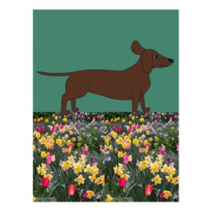 Fun Postcards with Dachshund and Flower Field