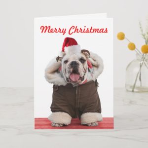 Funny and cute Bulldog Christmas cards