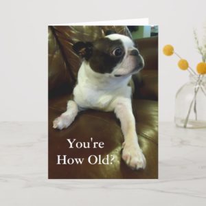 Funny Boston Terrier Birthday Card (Animal Rescue)