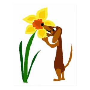 Funny Dachshund Smelling Yellow Daffodil Postcard