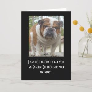 Funny English Bulldog Birthday Card