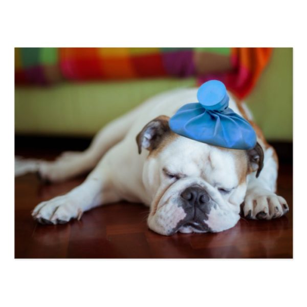 Getty Images | Sick Young Puppy Postcard