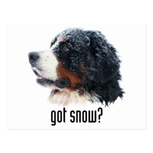 got snow? Bernese Mountain Dog Postcard