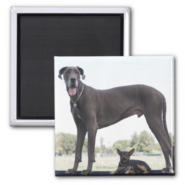 Great dane and small mixed-breed dog magnet