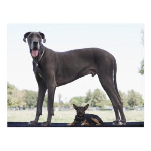 Great dane and small mixed-breed dog postcard