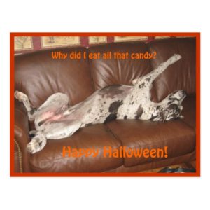 Great Dane Ate Too Much Halloween Candy Postcard