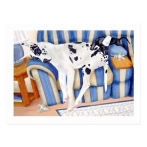 Great Dane Couch Taters Postcard