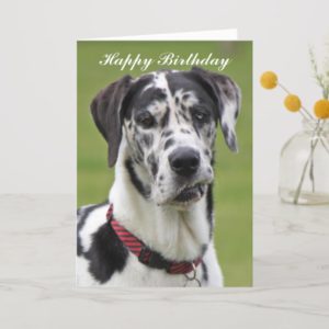 Great Dane dog happy birthday greeting card