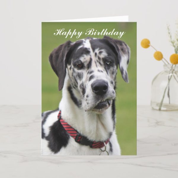 Great Dane dog happy birthday greeting card