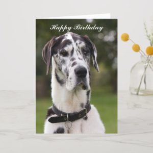 Great Dane dog happy birthday greetings card