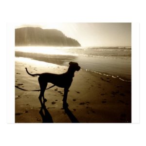 Great Dane Puppy Sunset Postcard