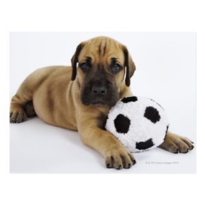 Great Dane puppy with toy soccer ball Postcard