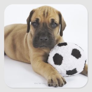 Great Dane puppy with toy soccer ball Square Sticker