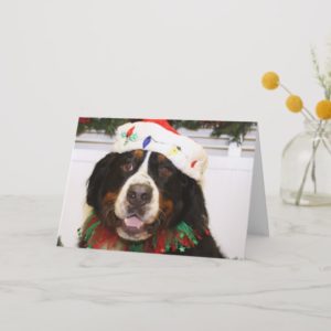 Grover - Bernese Mountain Dog Holiday Card
