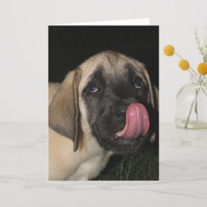 Guilty Mastiff Puppy Birthday card