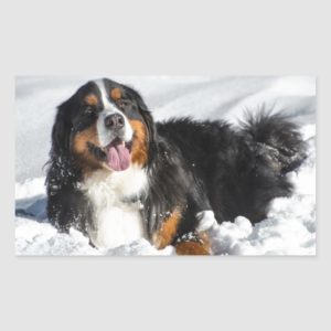 Happy Bernese Mountain Dog In Winter Snow Rectangular Sticker