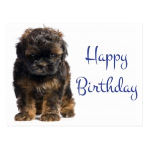 Happy Birthday Baby Havanese Puppy Dog Postcard