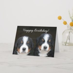 Happy Birthday Bernese pups greeting card
