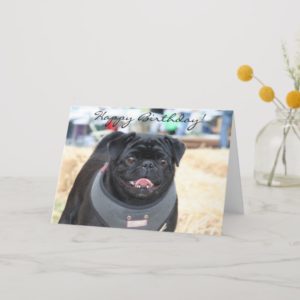 Happy Birthday Black Pug greeting card