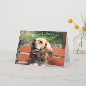 Happy Birthday Cocker Spaniel greeting card