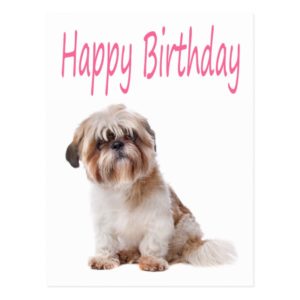 Happy Birthday Shih Tzu Puppy Postcard
