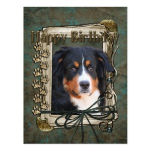 Happy Birthday - Stone Paws - Bernese Mountain Dog Postcard
