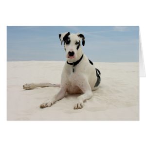 Harlequin Great Dane Puppy Dog Card - Verse