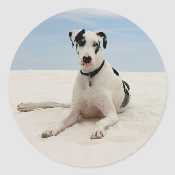 Harlequin Great Dane Puppy Dog Sticker / Seal