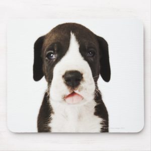 Harlequin Great Dane puppy on white background Mouse Pad