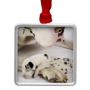 Harlequin Great Dane puppy sleeping on mother Metal Ornament