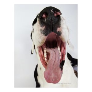 Harlequin Great Dane with open mouth, close-up, Postcard