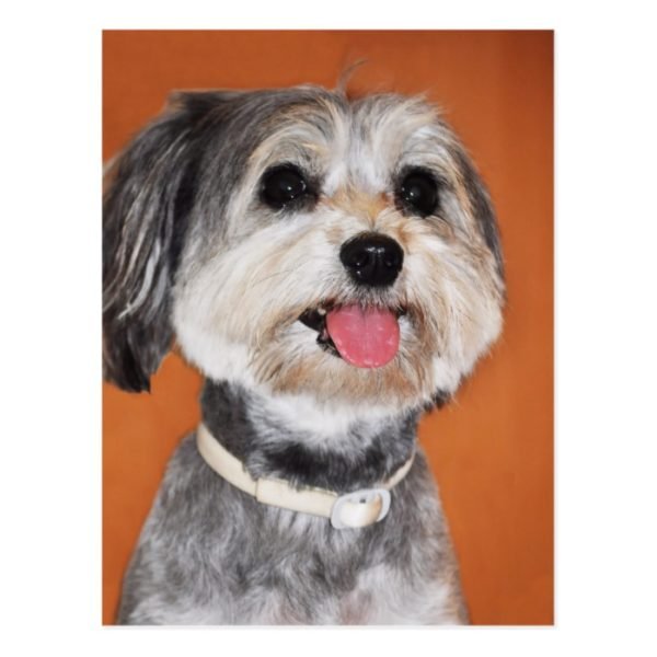 Havanese Dog Portrait Postcard