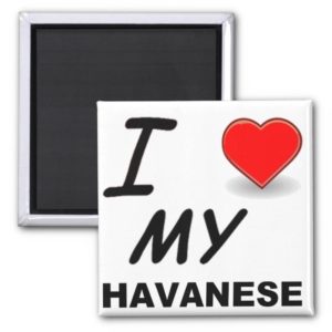 havanese love magnet